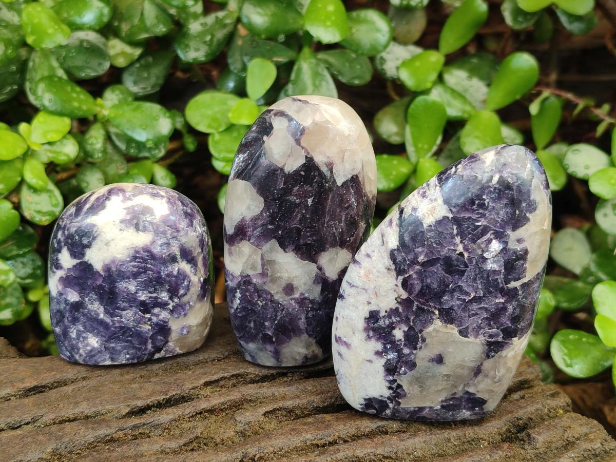 Polished Lepidolite Standing Display Pieces x 12 From Zimbabwe