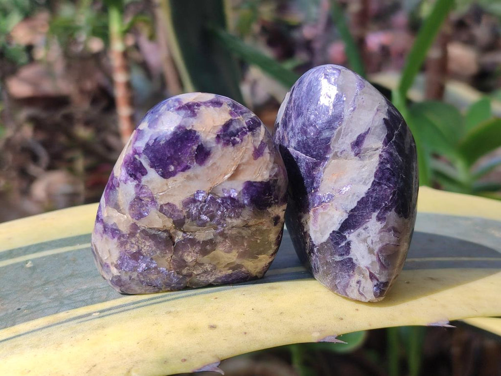 Polished Lepidolite Standing Display Pieces x 12 From Zimbabwe