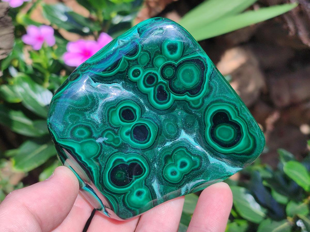 Polished Flower Banded Malachite Free Form x 6 From Congo