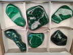 Polished Flower Banded Malachite Free Form x 6 From Congo