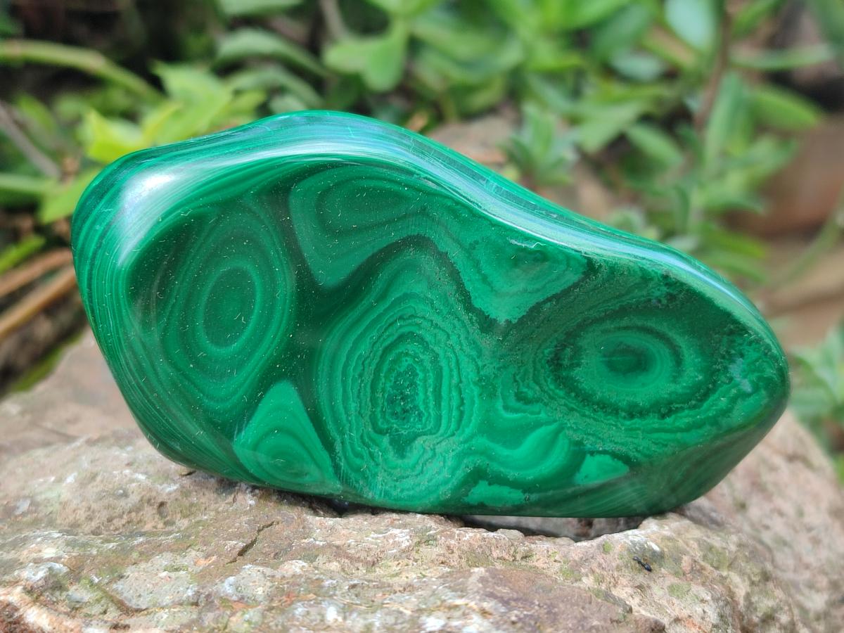 Polished Flower Banded Malachite Free Form x 6 From Congo