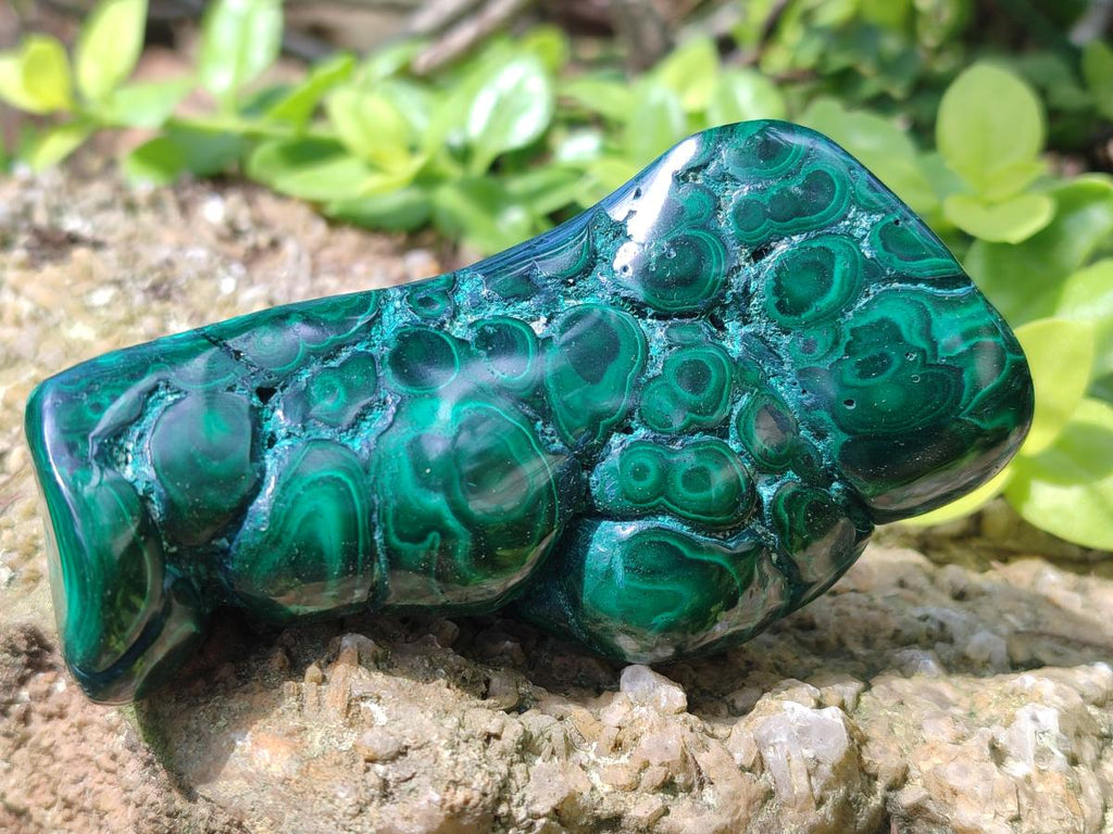 Polished Flower Banded Malachite Free Form x 6 From Congo