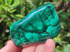 Polished Flower Banded Malachite Free Form x 6 From Congo