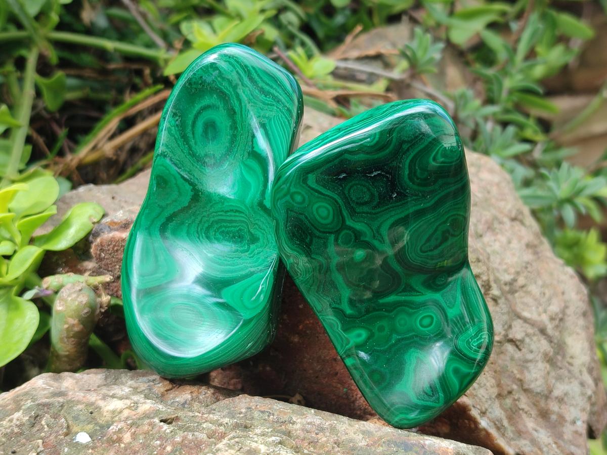 Polished Flower Banded Malachite Free Form x 6 From Congo