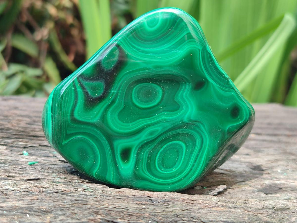 Polished Flower Banded Malachite Free Form x 6 From Congo