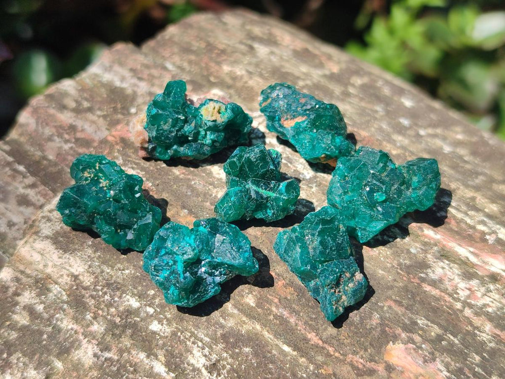 Natural Mini Dioptase Specimens on Dolomite Matrix x 70 From Tantara Mine, Congo
