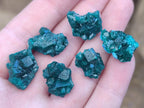 Natural Mini Dioptase Specimens on Dolomite Matrix x 70 From Tantara Mine, Congo