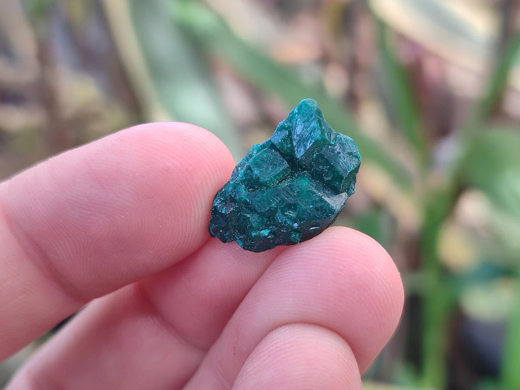 Natural Mini Dioptase Specimens on Dolomite Matrix x 70 From Tantara Mine, Congo
