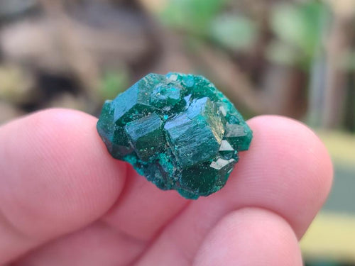 Natural Mini Dioptase Specimens on Dolomite Matrix x 70 From Tantara Mine, Congo