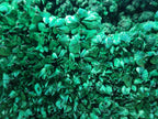 Natural Silky Malachite Specimens x 2 From Kasompe, Congo