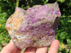 Natural Cobbed Stichtite Specimens x 6 From Barberton, South Africa