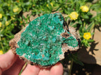 Natural Rare Bladed Barite Specimens with Malachite x 2 From Shangulowé Mine, Congo