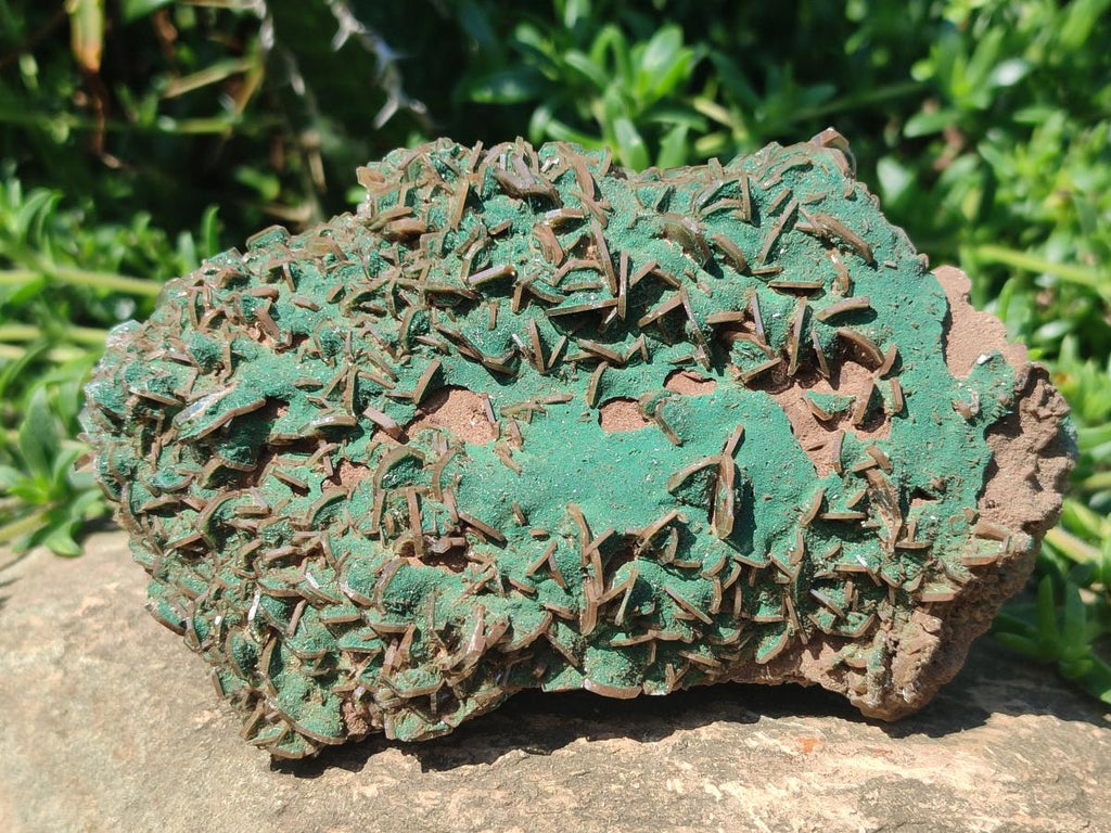 Natural Rare Bladed Barite Specimens with Malachite x 2 From Shangulowé Mine, Congo
