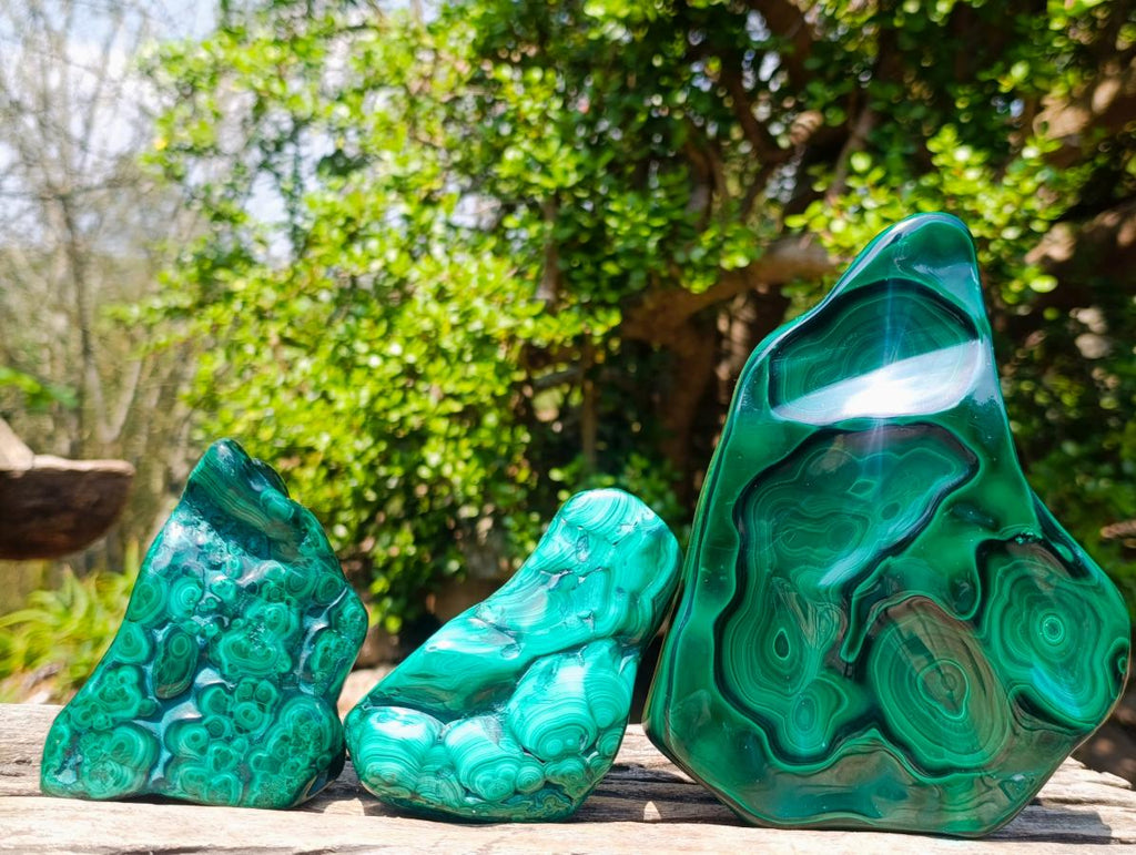 Polished and Natural Flower Banded Malachite Free Forms x 3 From Congo