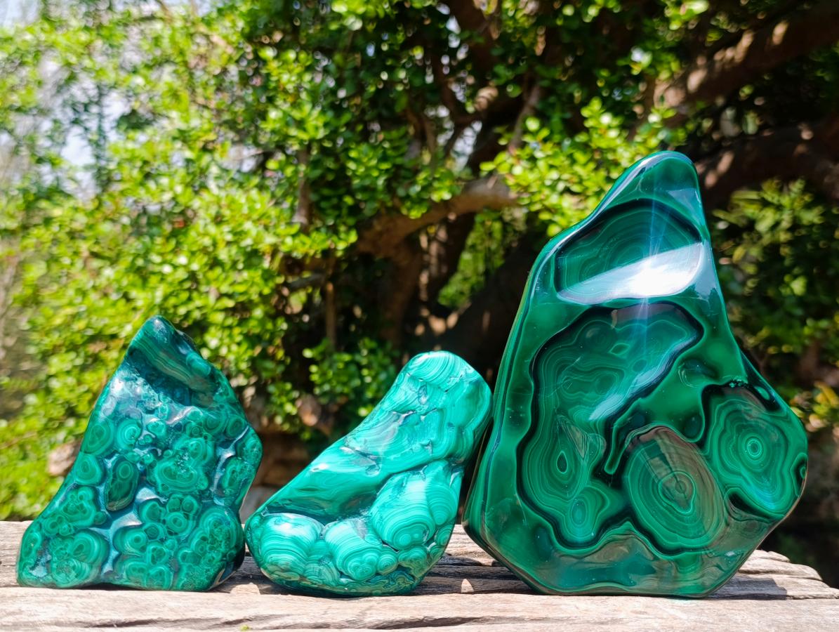Polished and Natural Flower Banded Malachite Free Forms x 3 From Congo