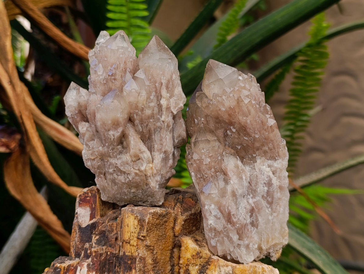 Natural Cascading White Phantom Smokey Luena Quartz Clusters x 6 From Luena, Congo