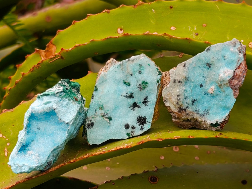 Natural Rare Drusy Coated Chrysocolla Specimens with Malachite x 35 From Lupoto Mine, Congo