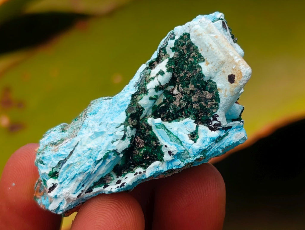 Natural Rare Drusy Coated Chrysocolla Specimens with Malachite x 35 From Lupoto Mine, Congo