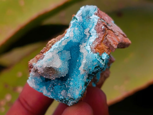 Natural Rare Drusy Coated Chrysocolla Specimens with Malachite x 35 From Lupoto Mine, Congo