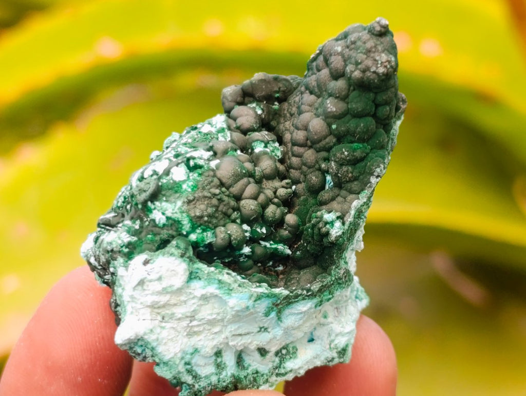 Natural Rare Drusy Coated Chrysocolla Specimens with Malachite x 35 From Lupoto Mine, Congo