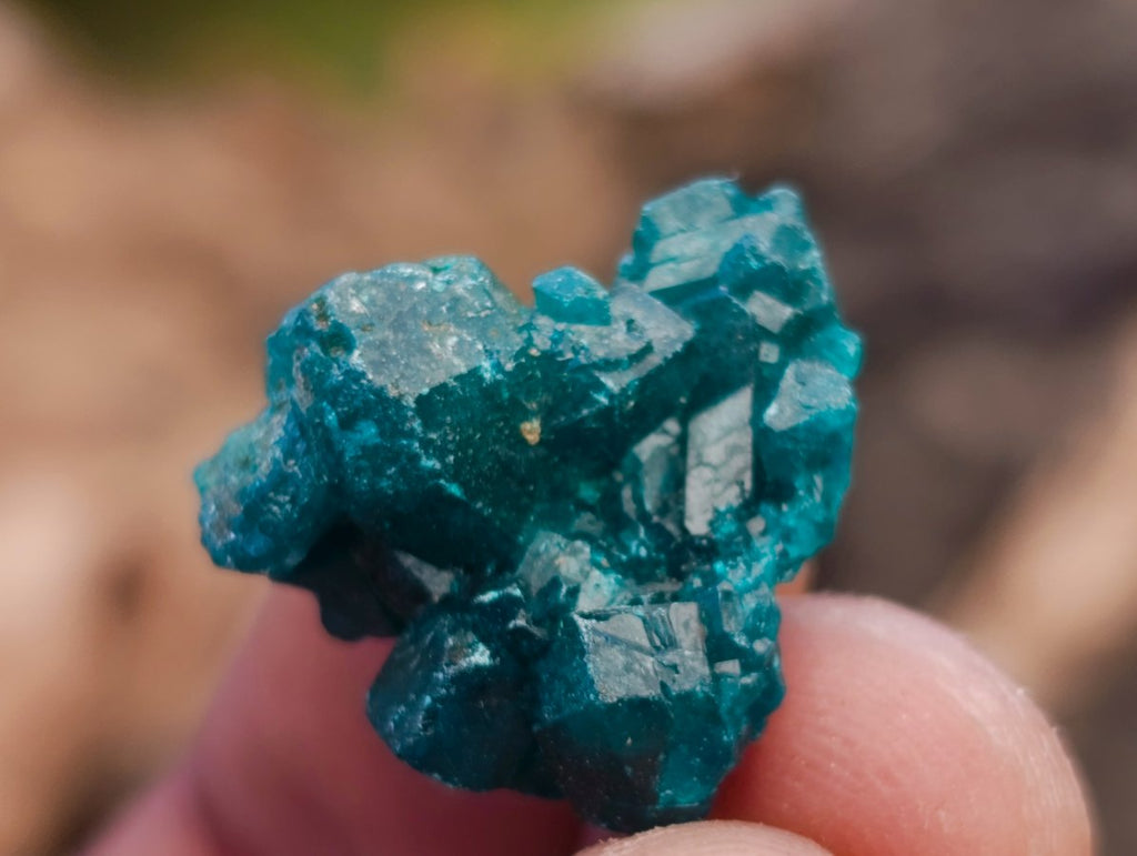 Natural Mini Dioptase Specimens on Dolomite Matrix x 72 From Tantara Mine, Congo