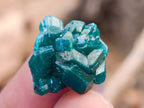 Natural Mini Dioptase Specimens on Dolomite Matrix x 72 From Tantara Mine, Congo