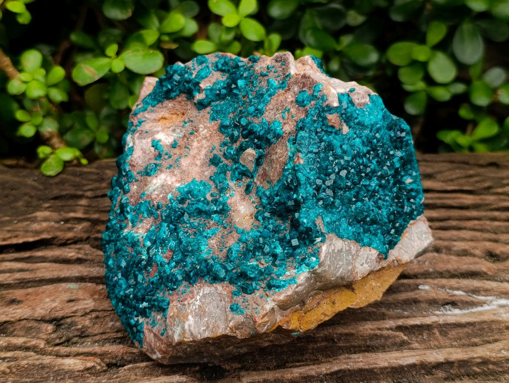 Natural Large Dioptase Specimen on Dolomite Matrix x 1 From Tantara Mine, Congo