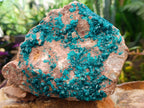 Natural Large Dioptase Specimen on Dolomite Matrix x 1 From Tantara Mine, Congo