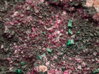 Natural Salrose Cobaltoan Dolomite Specimens with Heterogenite x 4 From Kakanda, Congo