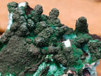 Natural Rare Drusy Coated Chrysocolla Specimens with Malachite x 2 From Lupoto Mine, Congo