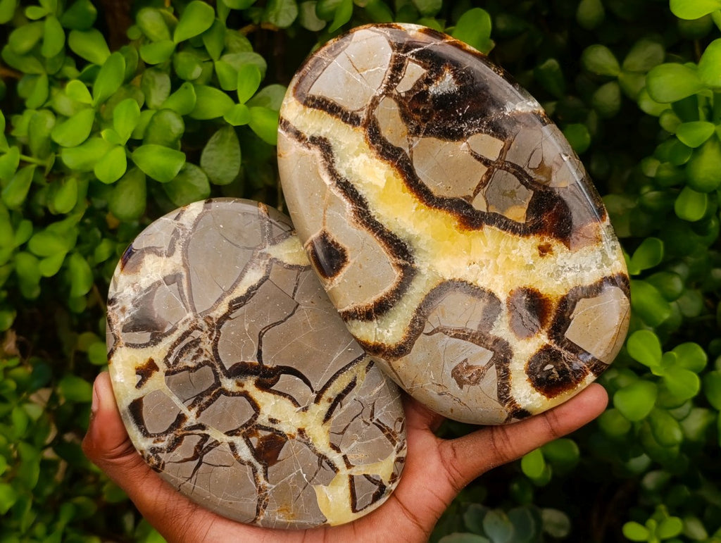 Polished Large Septerye Slices x 4 From Mahajanga, Madagascar