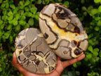 Polished Large Septerye Slices x 4 From Mahajanga, Madagascar