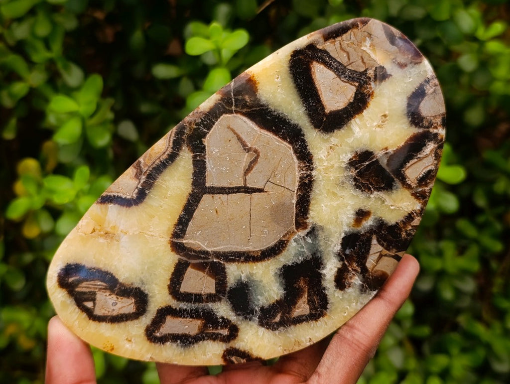 Polished Large Septerye Slices x 4 From Mahajanga, Madagascar