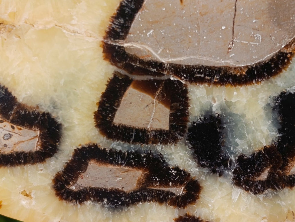 Polished Large Septerye Slices x 4 From Mahajanga, Madagascar