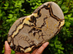 Polished Large Septerye Slices x 4 From Mahajanga, Madagascar