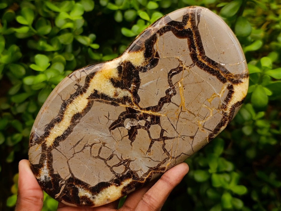 Polished Large Septerye Slices x 4 From Mahajanga, Madagascar