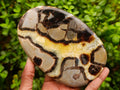 Polished Large Septerye Slices x 4 From Mahajanga, Madagascar