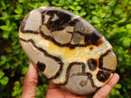 Polished Large Septerye Slices x 4 From Mahajanga, Madagascar