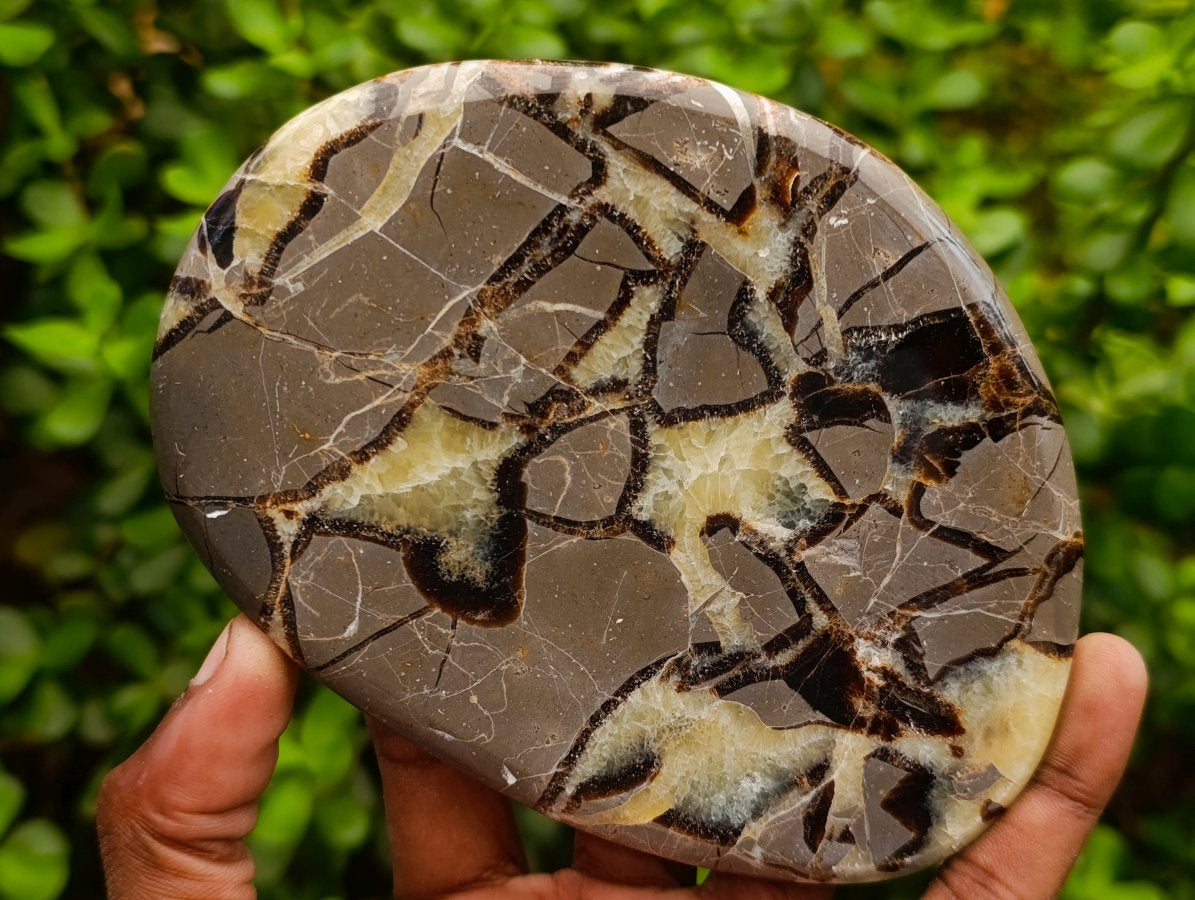 Polished Large Septerye Slices x 4 From Mahajanga, Madagascar