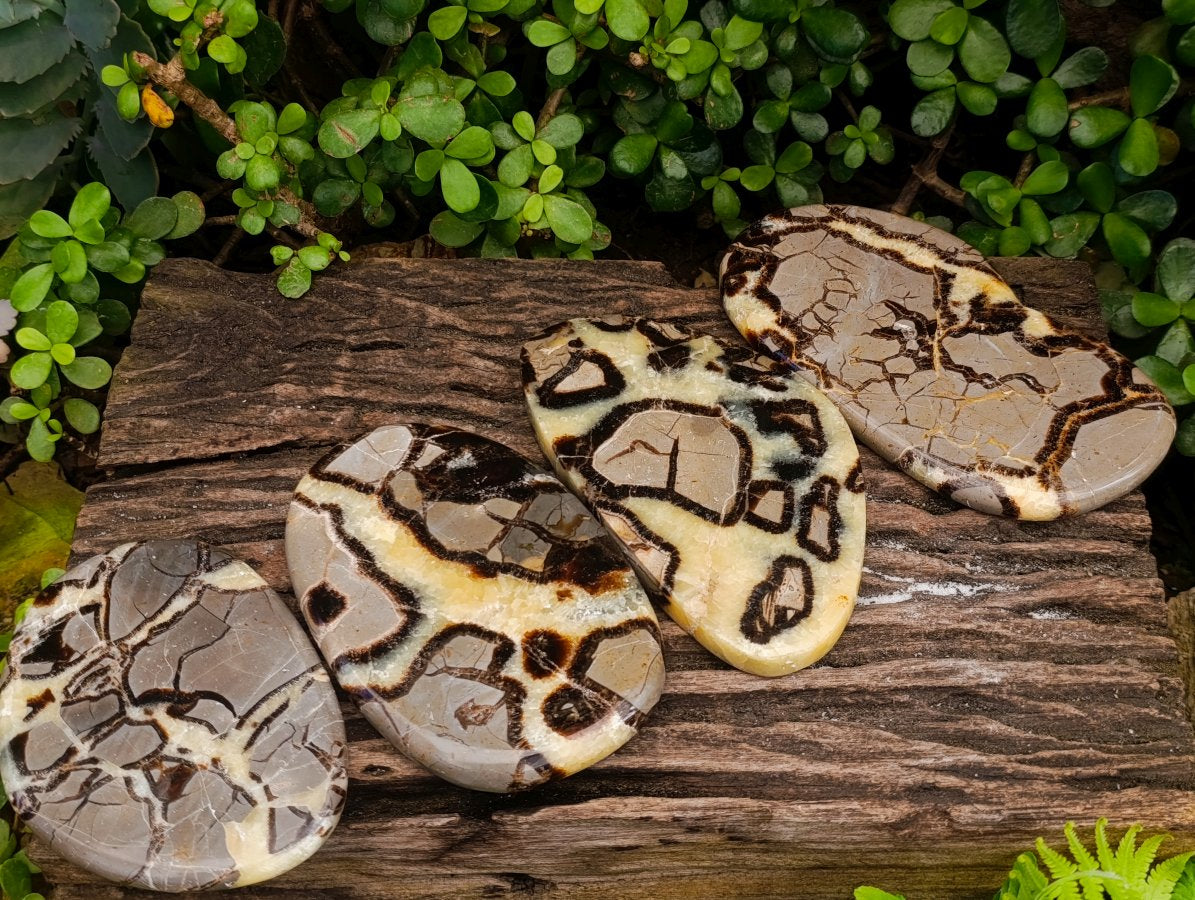 Polished Large Septerye Slices x 4 From Mahajanga, Madagascar