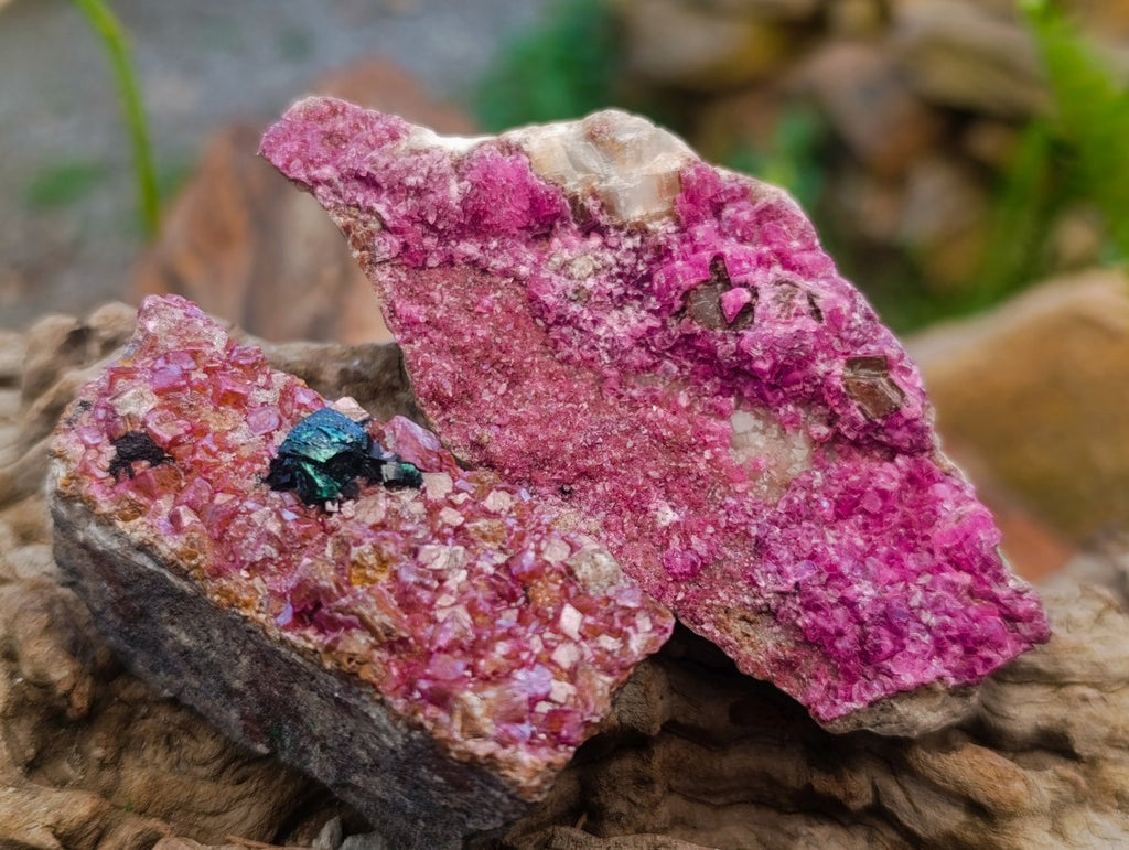 Natural Salrose Cobaltoan Dolomite Specimens x 12 From Kakanda, Congo