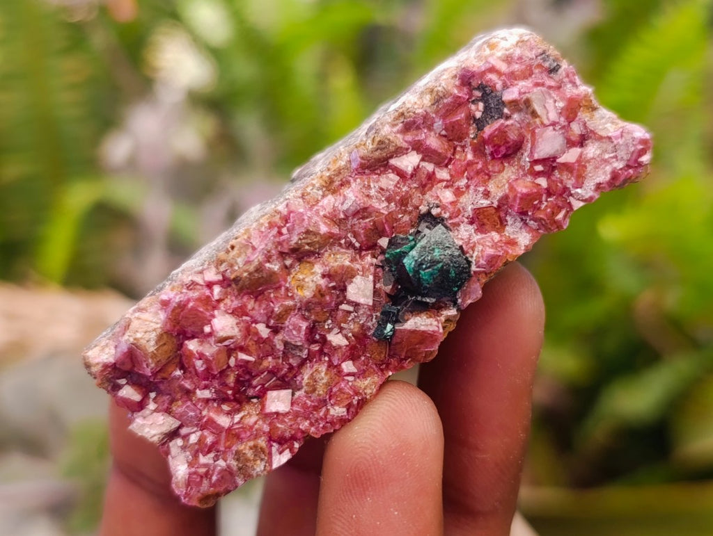 Natural Salrose Cobaltoan Dolomite Specimens x 12 From Kakanda, Congo