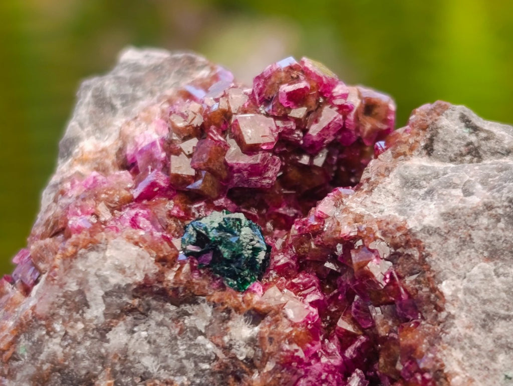 Natural Salrose Cobaltoan Dolomite Specimens x 12 From Kakanda, Congo