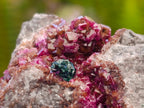Natural Salrose Cobaltoan Dolomite Specimens x 12 From Kakanda, Congo