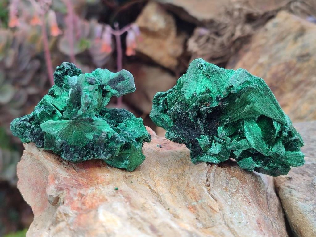 Natural Silky Malachite Specimens x 12 From Kasompe, Congo
