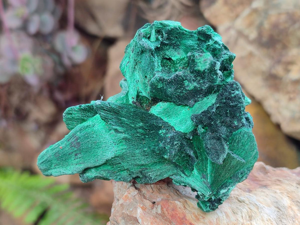 Natural Silky Malachite Specimens x 12 From Kasompe, Congo
