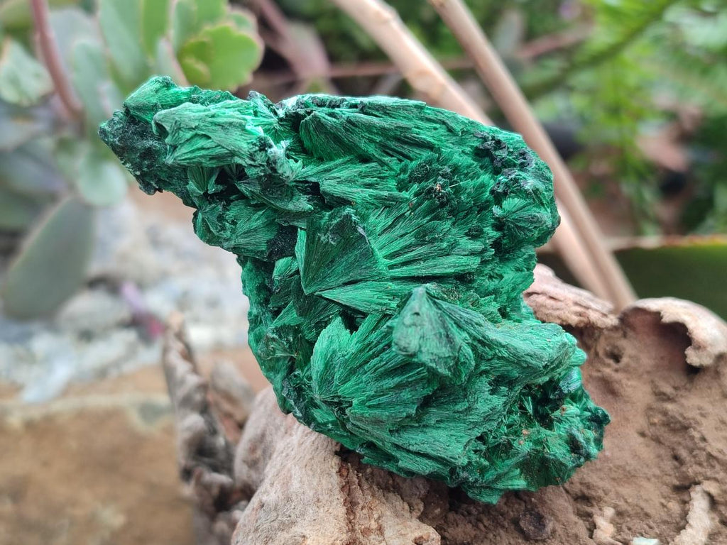 Natural Silky Malachite Specimens x 12 From Kasompe, Congo
