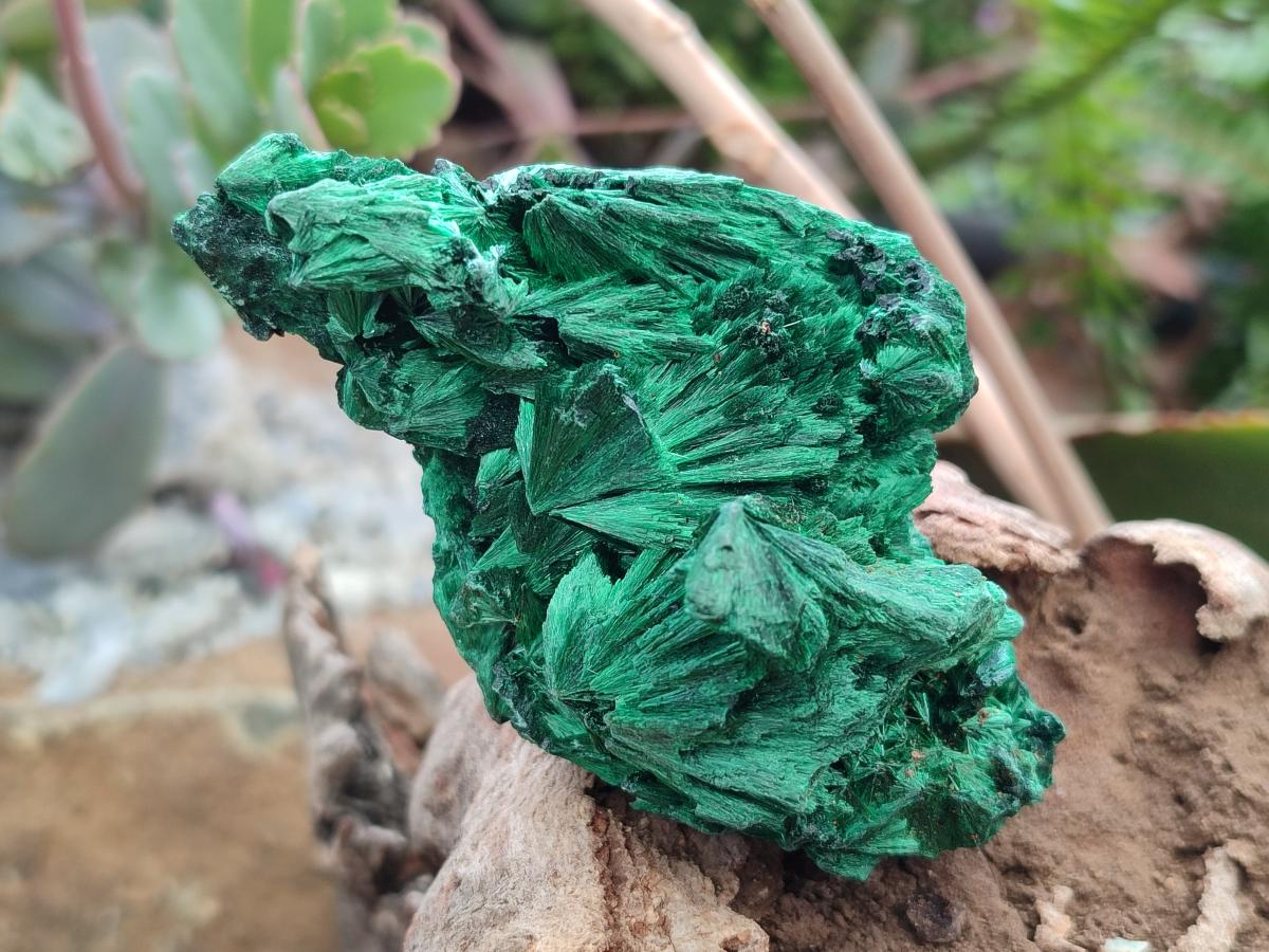 Natural Silky Malachite Specimens x 12 From Kasompe, Congo