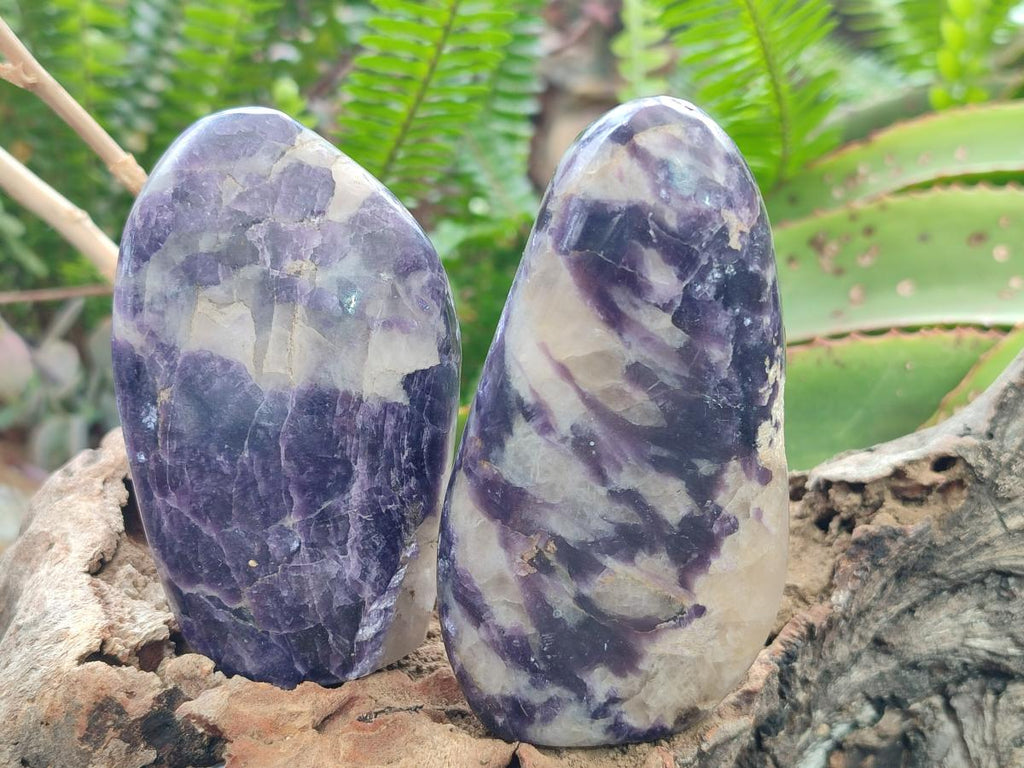Polished Lepidolite Standing Display Pieces x 6 From Zimbabwe