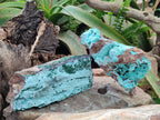 Natural Drusy Chrysocolla Specimens with Acicular Malachite on Dolomite x 2 From Lupoto Mine, Congo